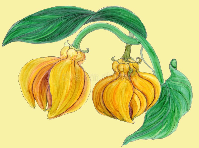 Ylang-Ylang Ζωγραφική Watercolor ιατρική, αρωματοποιία και καλλυντικές εγκαταστάσεις ταπετσαρία ελεύθερη απεικόνιση δικαιώματος Ylang-Ylang Ζωγραφική Watercolor ιατρική, αρωματοποιία και καλλυντικές εγκαταστάσεις ταπετσαρία ελεύθερη απεικόνιση δικαιώματος