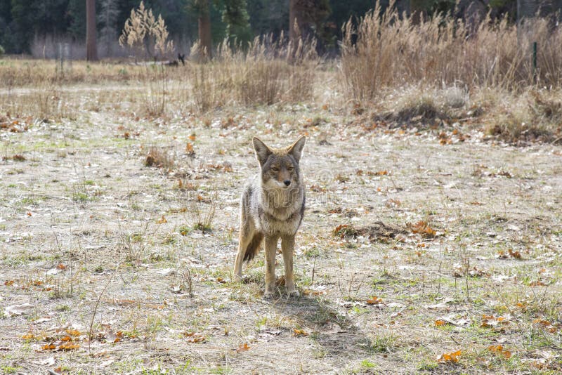 Yo Coyote Stock Photos Free & RoyaltyFree Stock Photos from Dreamstime