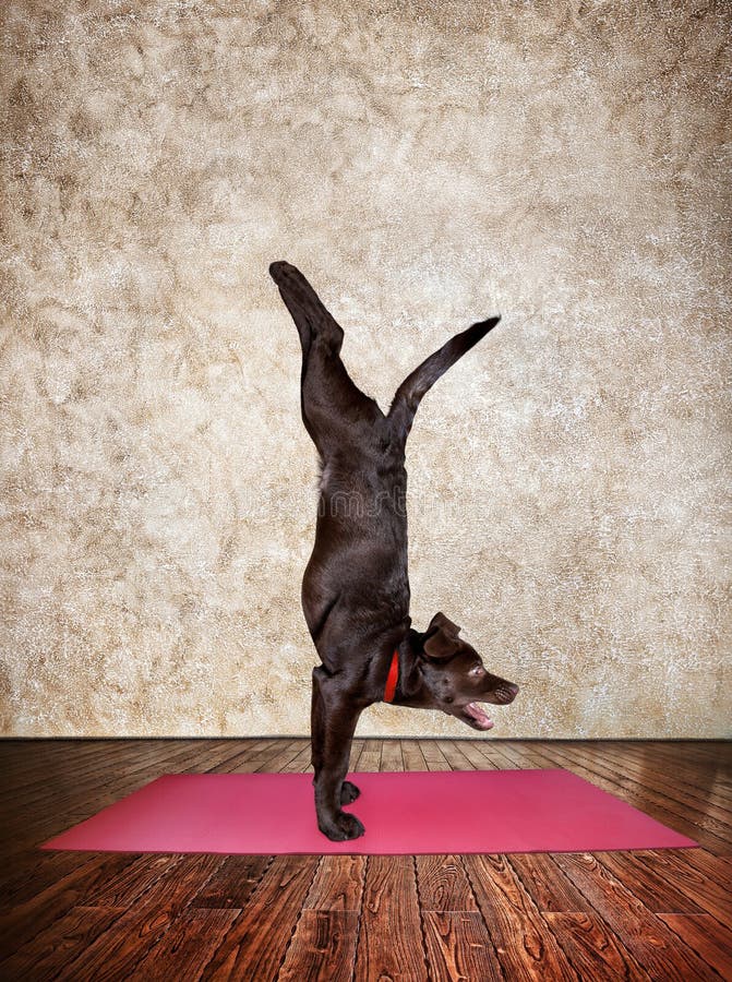 Yoga cane fare la verticale posa in rosso tappetino da yoga, yoga in sala.