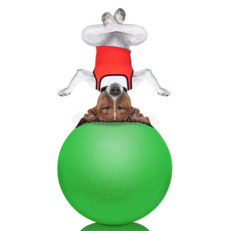 Yoga dog posing in a relaxing upside down pose with both arms open and closed eyes balancing on a gym ball, isolated on white background. Yoga dog posing in a relaxing upside down pose with both arms open and closed eyes balancing on a gym ball, isolated on white background