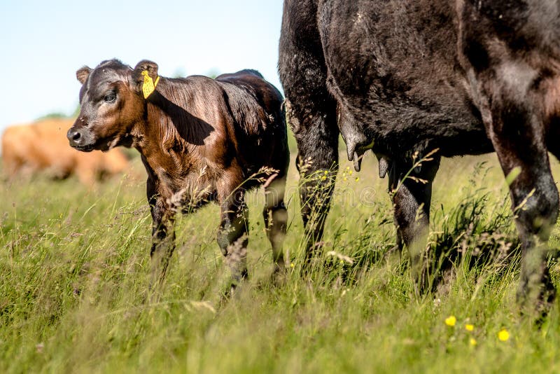 Yong black angus calf near his mother cow on grass in sunny day