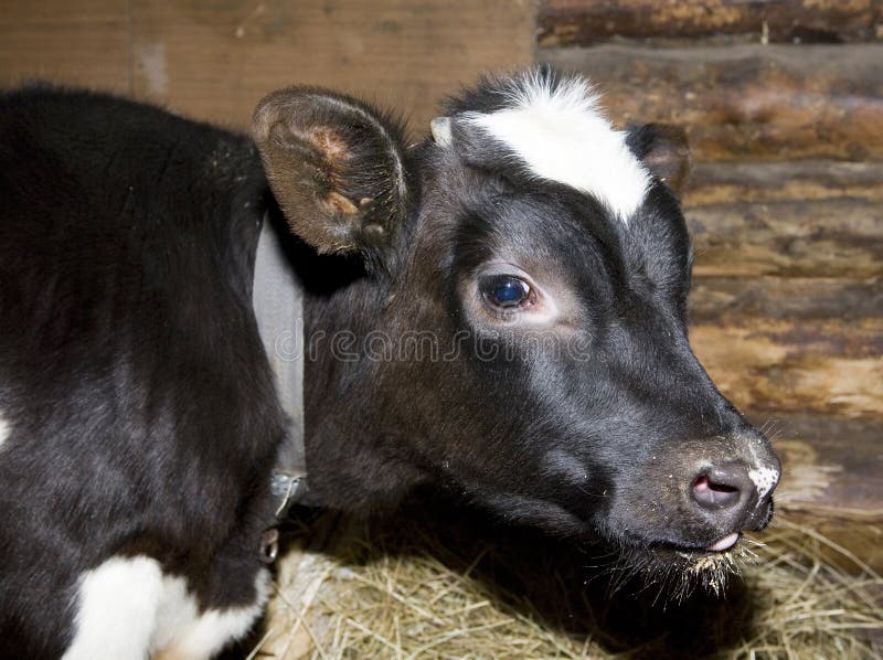 Yong cow royalty free stock photography