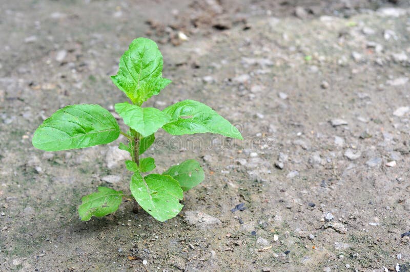 Yong plant royalty free stock image Yong plant royalty free stock image