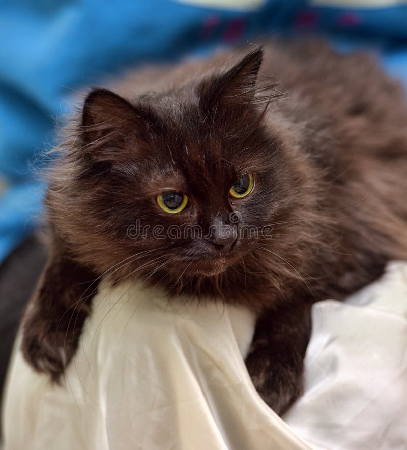 35 Best Photos York Chocolate Cat / Pure Breed Cats save a rescue