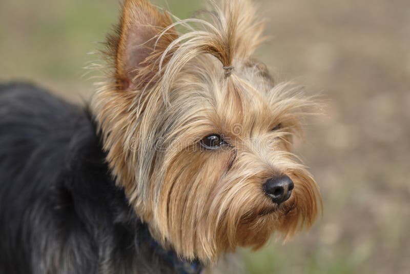 Mans best friend stock image. Image of anticipation, outdoors - 636187