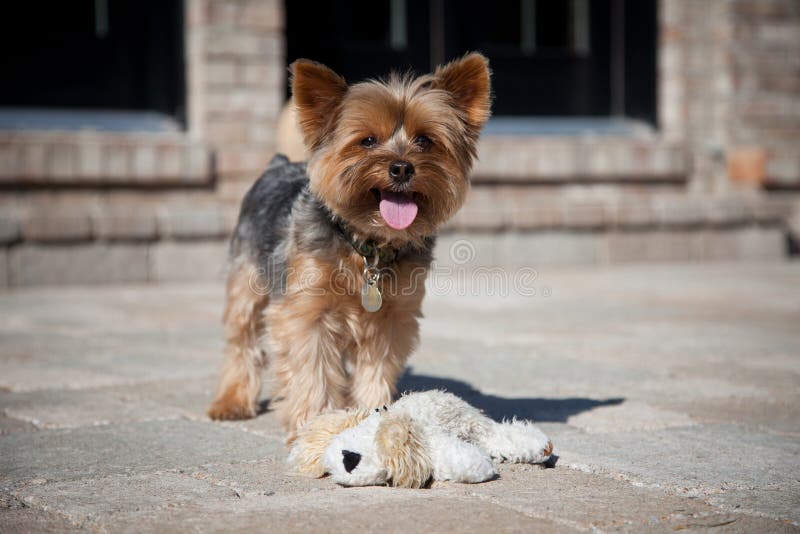 Yorkie standing on stone patio, tongue hanging out, wearing collar and dog tags, with stuffed toy dog at feet