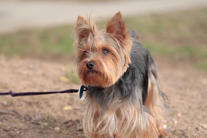 yorkie zdjęcia stock yorkie zdjęcia stock