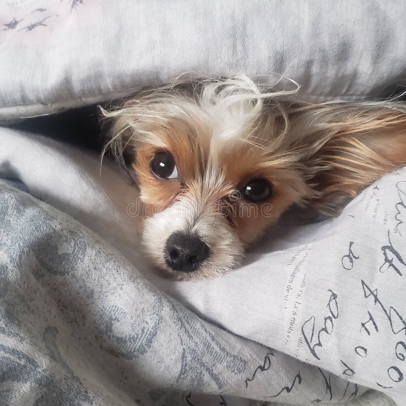 Yorkie between the Blankets Stock Image Image of mammal, white 197746267