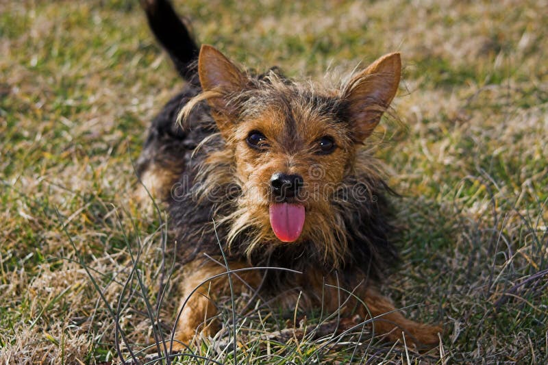 ildsted Sag Vise dig Chihuahua Mix Yorkie Stock Photos - Free & Royalty-Free Stock Photos from  Dreamstime