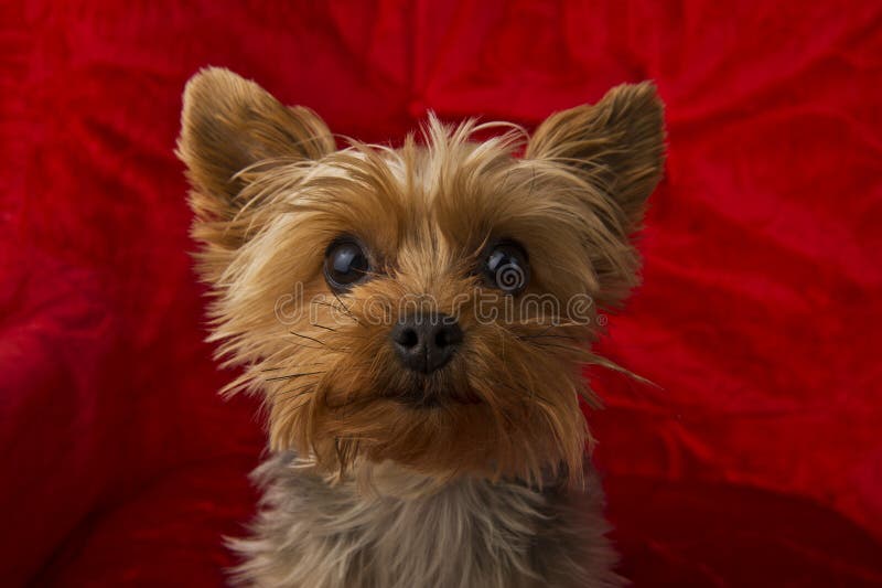 Yorkie curieux photographie stock libre de droits Yorkie curieux photographie stock libre de droits