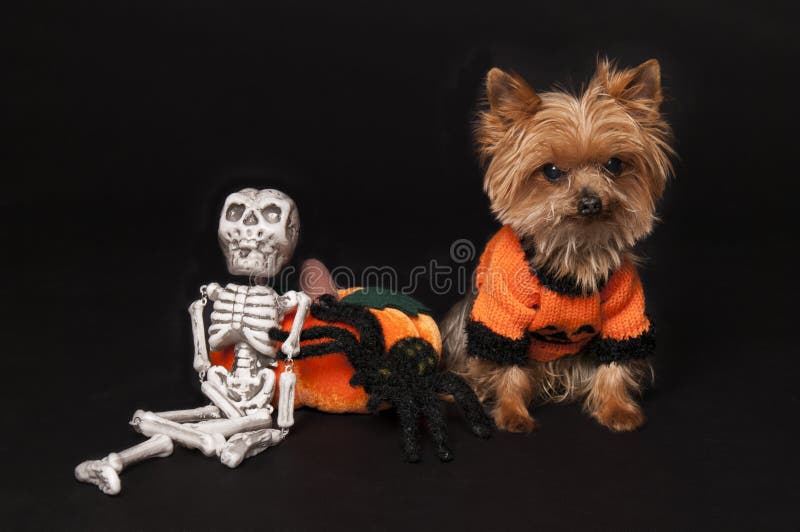 yorkie halloween готовое стоковое фото yorkie halloween готовое стоковое фото
