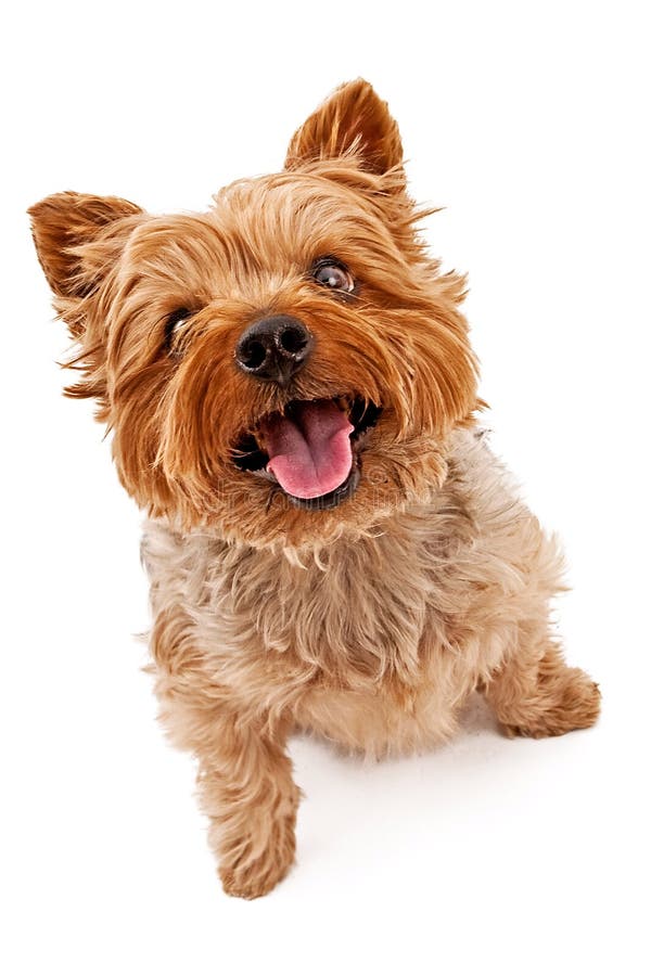 Yorkie Hund, Der Oben Schaut Stockfoto Bild von yorkie, schaut 13044434