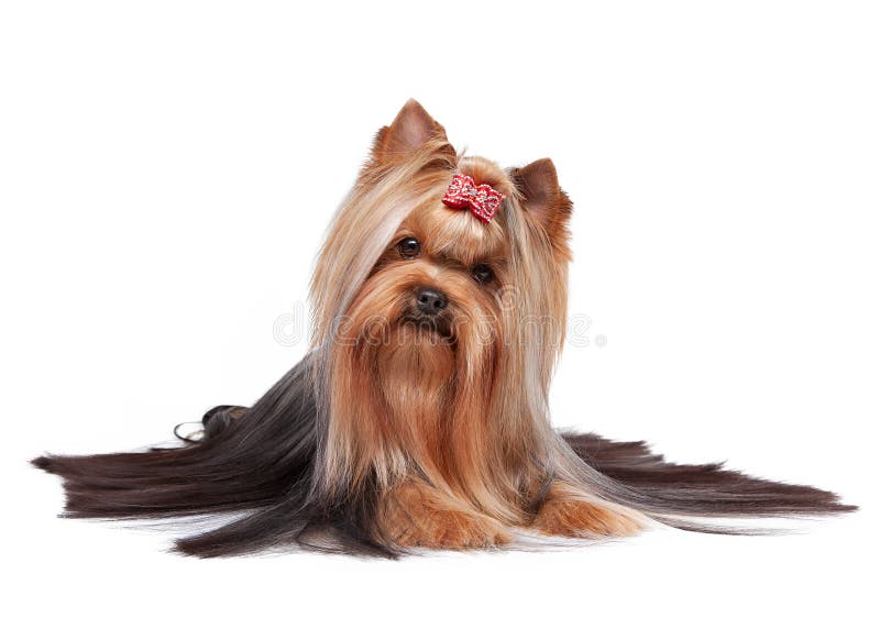 Young Yorkie with Oily Hair Stock Photo Image of grooming, beauty