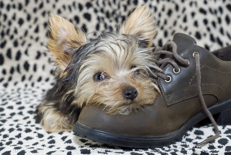 Yorkie Puppy lying on Shoe