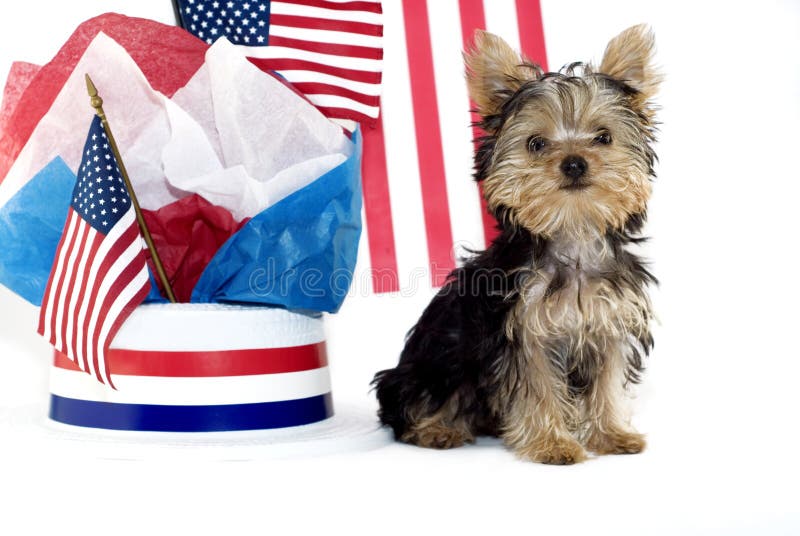 Yorkie Puppy with Patriotic Theme