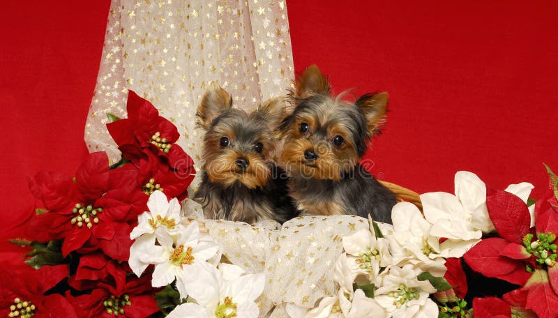 Two Yorkshire Terrier puppies sit together in a basket with red and white poinsettias and a gold starred drape. Two Yorkshire Terrier puppies sit together in a basket with red and white poinsettias and a gold starred drape