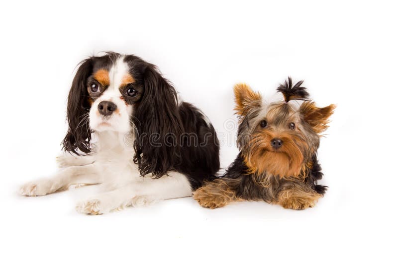 Yorkshire and cavalier king charles spaniel - dog
