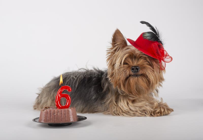 Yorkshire celebrating his birthday royalty free stock images Yorkshire celebrating his birthday royalty free stock images