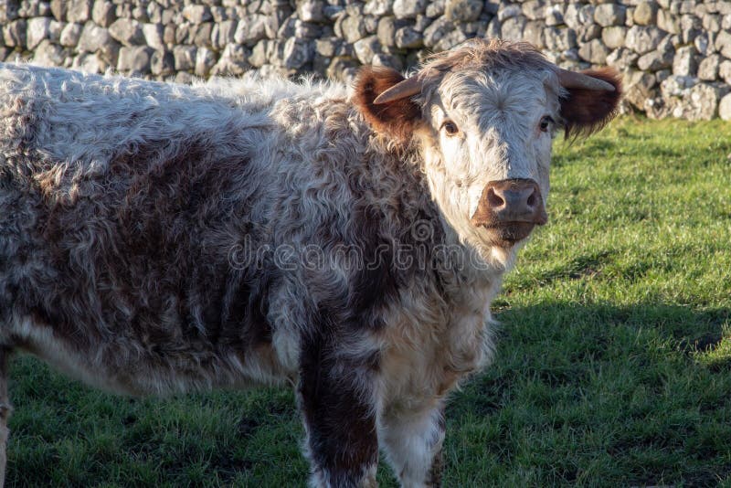 Yorkshire Dales Long Horn Cows Stock Image Image of scotland, nature