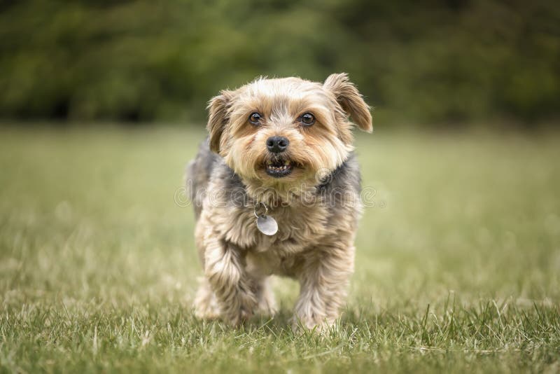 Yorkshire dooder die naar de camera loopt stock foto