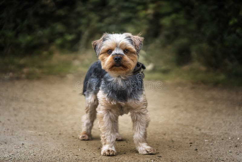 Yorkshire Terriër staat op een pad en kijkt naar de camera stock foto's