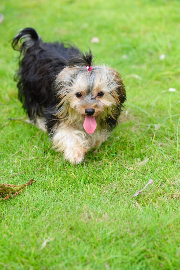YorkshireTerrier mit Zopf stockfoto. Bild von brut, hunde 13740718