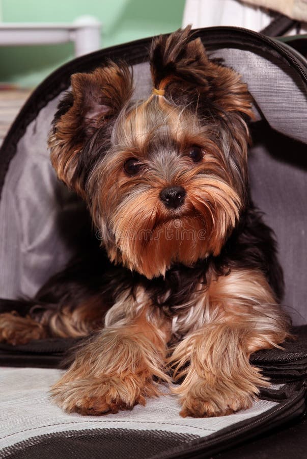 Yorkshire terrier