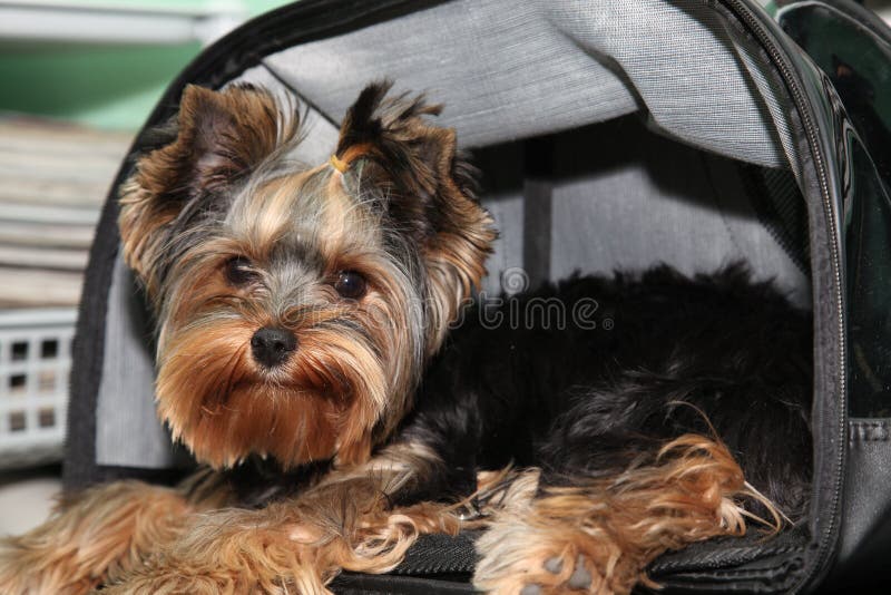 Yorkshire terrier