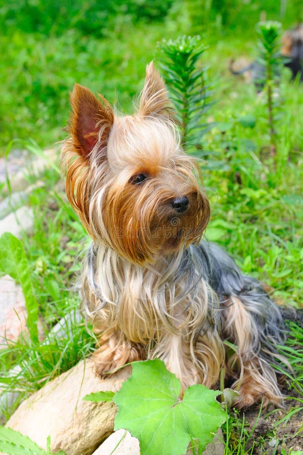 Puppy yorkshire terrier in the green grass. Single mini stock images, royalty-free photos and pictures
