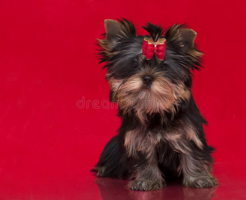 Puppy yorkshire terrier on the red background. Single mini stock images, royalty-free photos and pictures
