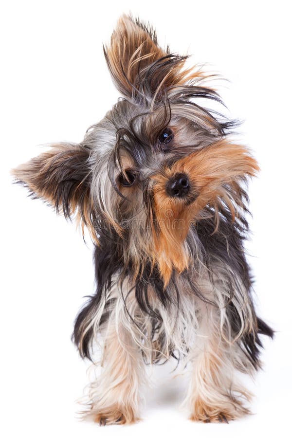 Yorkshire terrier