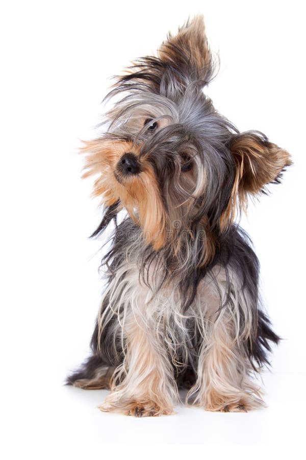 Yorkshire Terrier