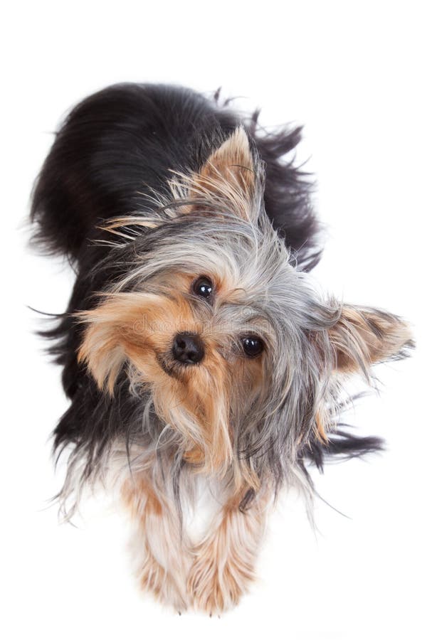 Yorkshire terrier looking at the camera in a head shot, against a white background. Single mini stock images, royalty-free photos and pictures