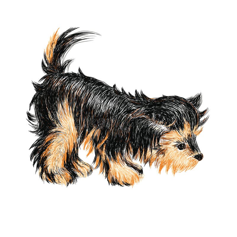 Download Yorkshire terrier stock vector. Illustration of pets ...