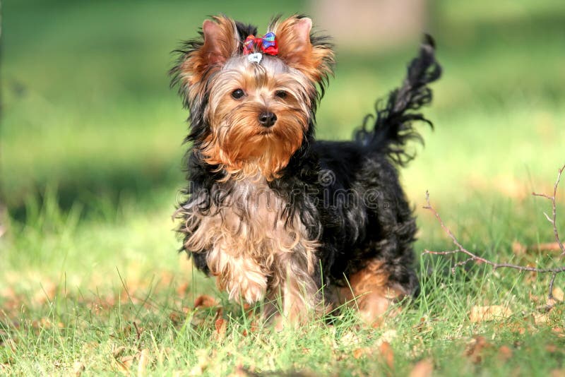 Two women and dog hiking, stock image. Image of fitness 140155