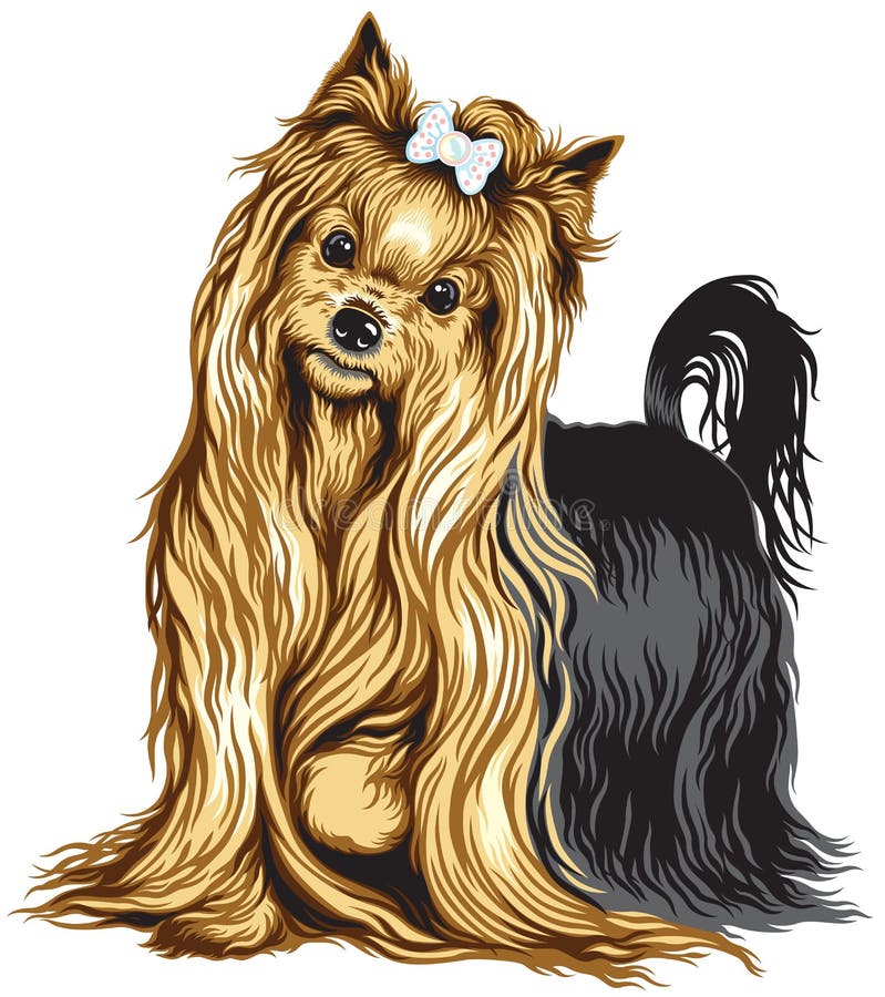 Yorkshire Terrier vektor illustrationer Yorkshire Terrier vektor illustrationer