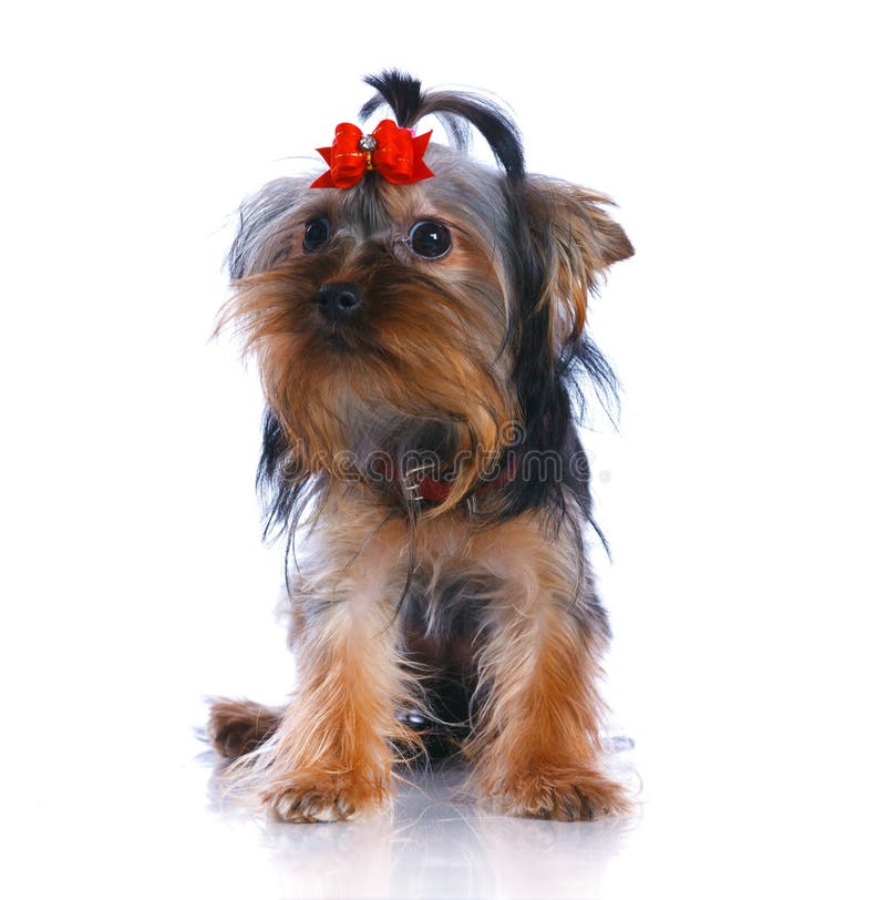 Yorkshire Terrier images libres de droits Yorkshire Terrier images libres de droits