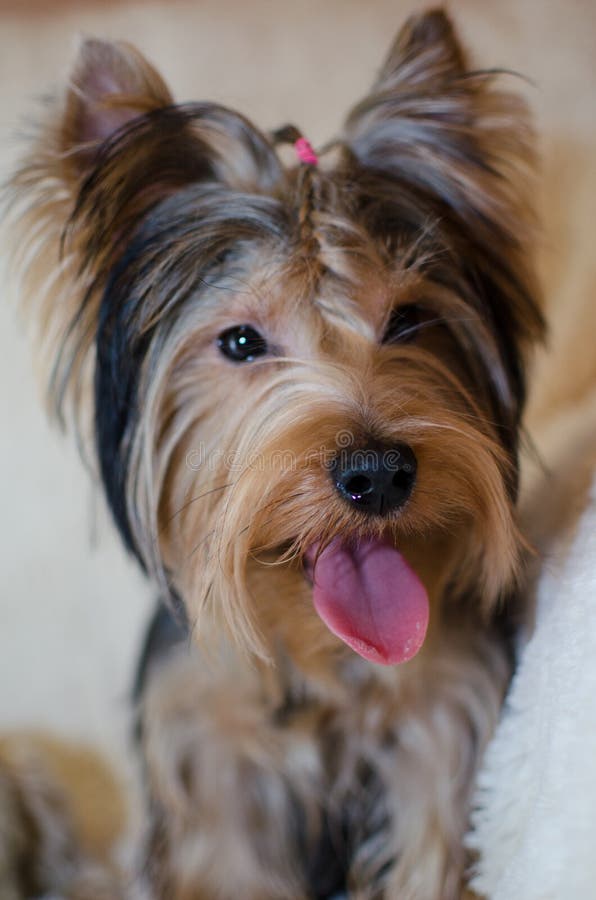YorkshireTerrier mit Zopf stockfoto. Bild von brut, hunde 13740718