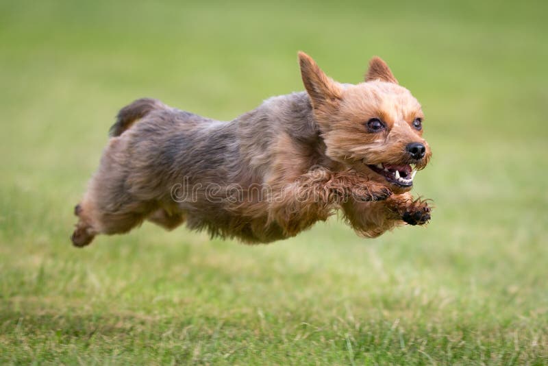 224 Yorkie Dog Jumping Stock Photos Free & RoyaltyFree Stock Photos