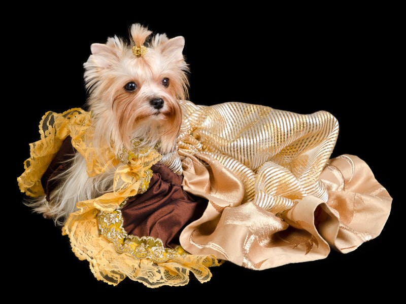 Yorkshire terrier with beautiful dress