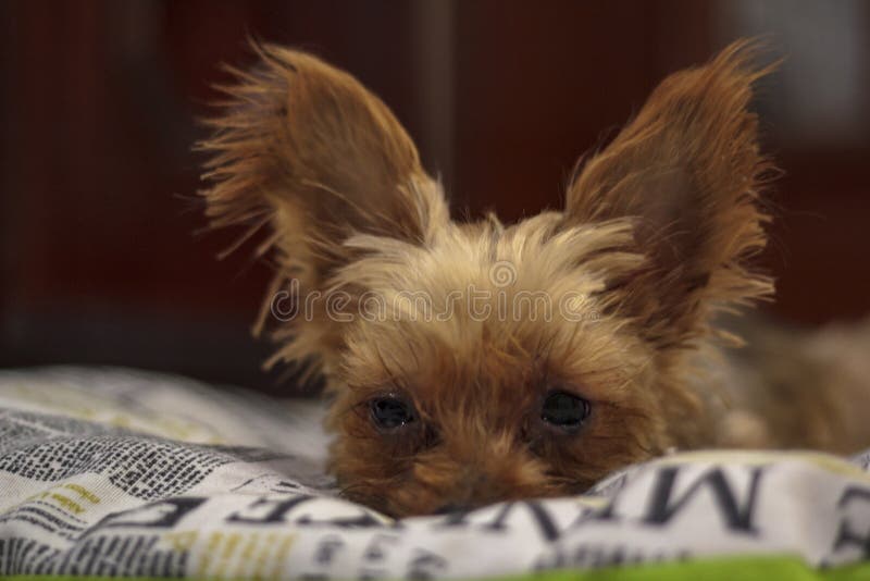 Yorkshire Terrier on bed stock photo. Image of relax 128884016