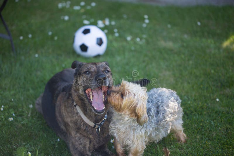 Yorkshire Terrier blickar valler blandningen i munnen royaltyfri bild Yorkshire Terrier blickar valler blandningen i munnen royaltyfri bild