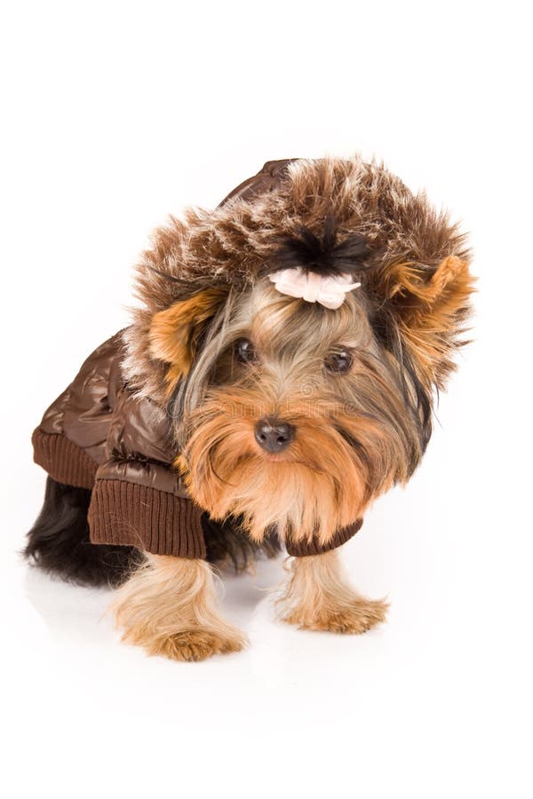 Yorkshire Terrier with brown winter jacket - Dog