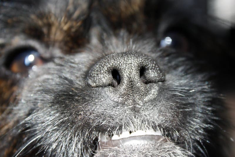 Yorkshire Terrier Bulldog Mix black with red color looking at the camera, close-up royalty free stock photos