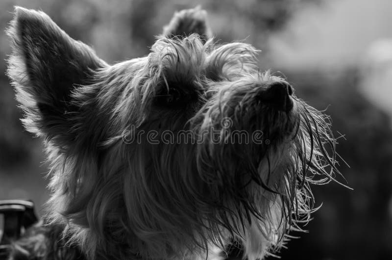 Yorkshire Terrier Charming Small Dog royalty free stock photo