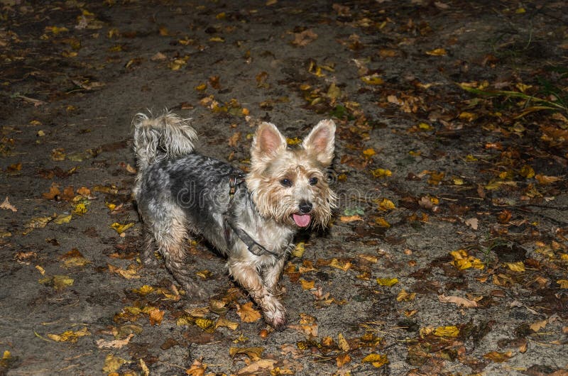 Yorkshire Terrier Charming Small Dog royalty free stock image