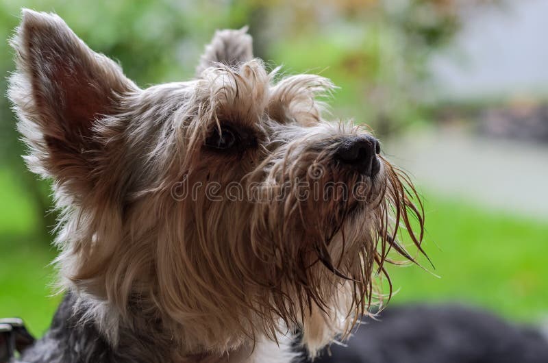 Yorkshire Terrier Charming Small Dog royalty free stock photography