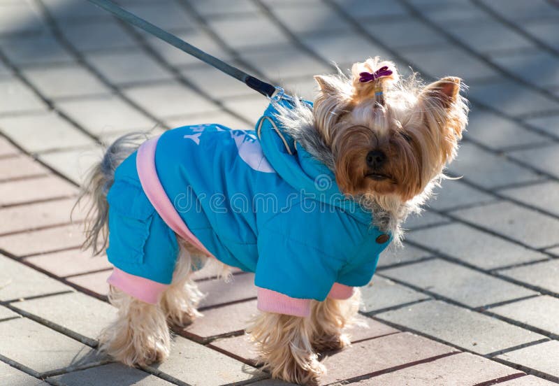 Yorkshire terrier in clothes