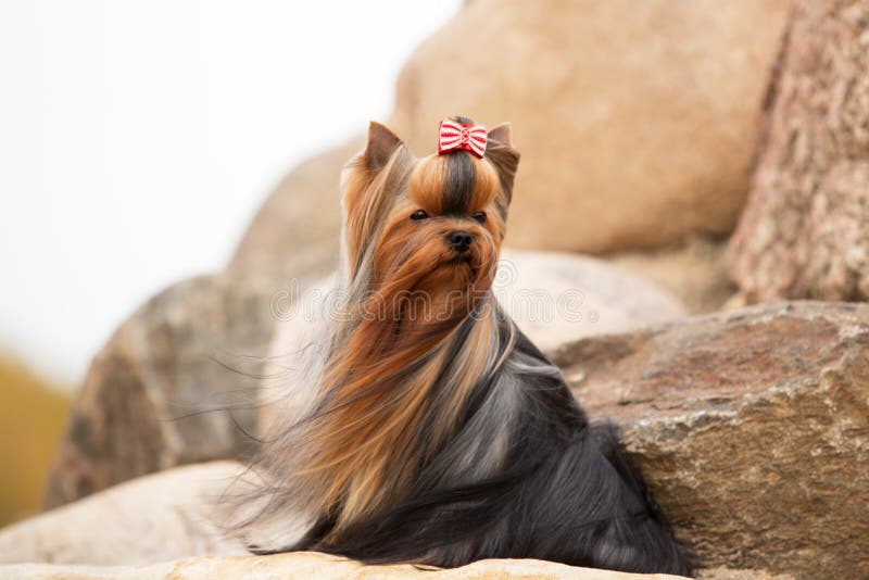 Download Yorkshire Terrier Com Cabelo Tornando-se Imagem de Stock - Imagem de pedra, cão: 65576581