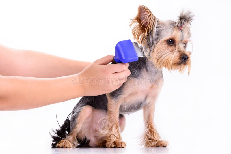 Vet Brushing Dog of the Spitz Breed, Isolated Background Stock Image